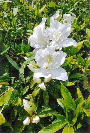 Fig1